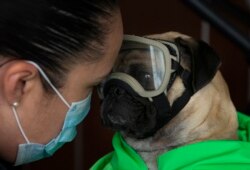 Anjing Terapi membantu staf perawat menghadapi jam kerja mereka yang panjang dan sulit di rumah sakit. (Foto: ilustrasi).