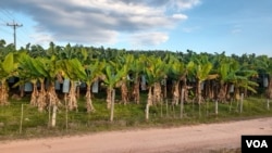 ສວນກ້ວຍຢູ່ໃນເຂດບ້ານໂພນຄຳ