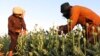 Taliban Make Little Progress in Countering Drugs