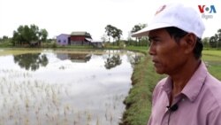 ទឹក​ប្រៃ​គំរាមកំហែង​ដំណាំស្រូវ​ក្នុង​តំបន់​ឆ្នេរ​នៅ​អាស៊ីអាគ្នេយ៍