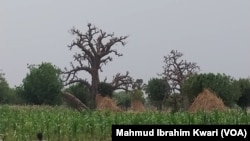 Gonar Manama A Jihar Kano