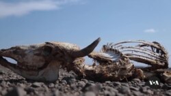 UN Member States Focus on Environmental Crisis at Nairobi Meeting