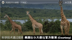 美国驻华大使馆官方微博2月2日发表的科学家们如何利用科学技术保护长颈鹿的文章附图。