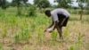 FILE - A farmer applies fertilizer on maize outside Kano, Nigeria, July 14, 2023. A $2.5 billion fund announced at COP28 is expected to help small farmers dealing with the impact of climate change. 