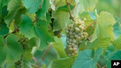 ILUSTRASI - Dalam keadaan stres, misalnya sedang dipangkas atau kekurangan air, tumbuhan mengeluarkan suara bising. (AP/Seth Wenig)