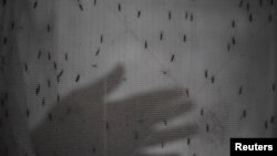 Seorang peneliti menguji kemanjuran dan waktu perlindungan dari pembasmi serangga terhadap beragam jenis nyamuk di laboratorium Universitas Jahangirnagar di Dhaka, Bangladesh, pada 6 Oktober 2023. (Foto: Reuters/Fatima Tuj Johora)