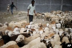 Seorang pria Muslim memeriksa domba yang akan disembelih saat libur Iduladha di Deli Serdang, Sumatera Utara, Kamis, 29 Juni 2023. (AP/Binsar Bakkara)