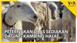 Peternakan Sediakan Daging Kambing Halal di Maryland