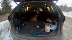 Nature | Skiing with Dogs