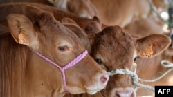 FILE - Sapi jenis limousin dengan tali kekangnya pada pameran pertanian luar ruang Libramont di Libramont, Belgia, 26 Juli 2019. (JOHN THYS / AFP)