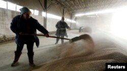 ሓረስቶት ሩስያ