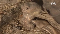 Invazivne vrste opasnost za ekosistem Floride