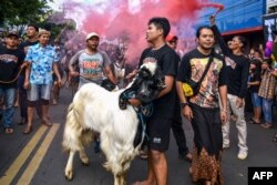 Para pemuda mengarak ternak kurban saat hari raya Iduladha di Malang, 29 Juni 2023. (AMAN ROCHMAN/AFP)