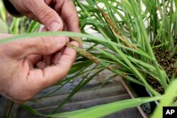 Sampel gandum yang dipenuhi dengan lesi coklat pada batangnya, di lab Universitas Minnesota, St. Paul, Minn., Jumat, 23 Mei 2008. (AP/Jim Mone)