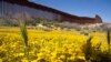 Botanists scour US-Mexico border to document forgotten ecosystem split by giant wall