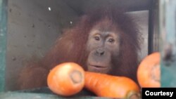 Orangutan Sumatra yang menjalani rehabilitasi di Sekolah Hutan Jantho Aceh. (Courtesy: BBKSDA Sumut)
