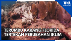 Terumbu Karang Florida Semakin Tertekan Perubahan Iklim