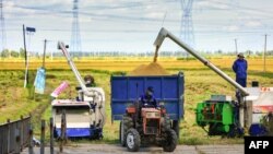 지난해 9월 중국 랴오닝성 선양의 논에서 농부들이 쌀을 수확하고 있다. (자료사진)