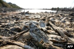 Ikan mati tergeletak di tepi rawa yang mengering di Chibayish di provinsi Dhi Qar selatan Irak, 5 Juli 2023, akibat dampak pemanasan global. (Asaad NIAZI/AFP)