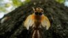 An adult periodical cicada sheds its nymphal skin on a tree, May 17, 2024, in Charleston, Illinois.