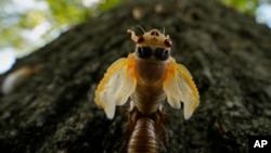 An adult periodical cicada sheds its nymphal skin on a tree, May 17, 2024, in Charleston, Illinois.