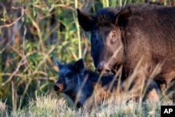 Divlje svinje fotografisane blizu mjesta Label na Floridi, 25. oktobra 2019. godine.