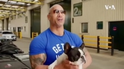 Francuski buldog - najpopularniji pas u Americi