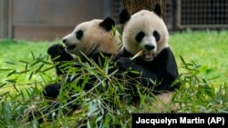 Džinovske pande u zoološkom vrtu u Vašingtonu, fotografisane 4. maja 2022. godine. (Foto: AP/Jacquelyn Martin)