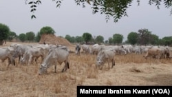 Shanun Manoma A Najeriya