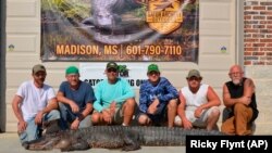 Misisipi: Ulovljen najduži aligator