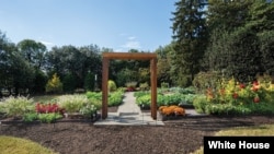 White House Kitchen Garden, 2021.