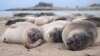 Gajah laut utara berusia dua bulan tidur di pantai di Ano Nuevo State Park di California, AS April 2020. (Foto: Jessica Kendall-Bar via REUTERS)
