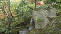 Nature | Seattle Japanese Garden
