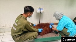 Orangutan Sumatra menjalani rehabilitasi di SRO Jantho sebelum dilepasliarkan ke habitat aslinya di hutan kawasan Aceh. (Courtesy: BBKSDA Sumut)