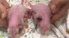 Hong Kong welcomes birth of first giant panda cubs