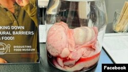 Disgusting Food Museum (Foto: Facebook/Disgusting Food Museum)