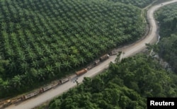 Truk terlihat di dekat perkebunan kelapa sawit di sebuah desa yang terletak di dekat calon ibu kota baru, yang dikenal sebagai Ibu Kota Negara Nusantara, di Sepaku, provinsi Kalimantan Timur, 8 Maret 2023. (Foto: REUTERS/Willy Kurniawan)