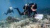 Divers turn conservationists as corals bleach worldwide 