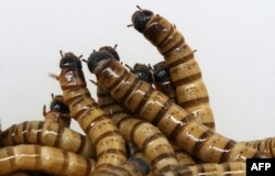 FILE - Superworm (cacing super) di peternakan Jassem Buabbas di Kabad, 50 kilometer barat laut Kota Kuwait, 20 Mei 2021. (YASSER AL-ZAYYAT / AFP)