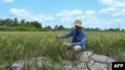 Seorang petani sedang memandangi tanaman di sawahnya yang kering di provinsi Ca Mau, Vietnam selatan, di tengah gelombang panas yang panjang, 23 Februari 2024. (Tan Dien / AFP)