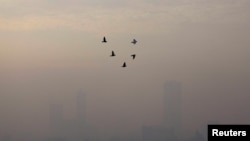 Burung-burung terbang pada pagi hari di Jakarta yang diselimuti asap polusi, 27 Mei 2022. (Foto: Willy Kurniawan/Reuters)