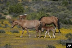 Horses walk close to the U.S. - Mexico border, April 19, 2024, in the Ejido Jacume in the Tecate Municipality of Baja California, Mexico.