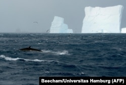 Paus sirip terlihat di depan gunung es di pantai utara Pulau Gajah. (Foto: Dan Beecham/Universitas Hamburg/AFP)