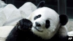 FILE - Lin Hui, Panda betina pinjaman 10 tahun dari China, terlihat sedang makan bambu di Kebun Binatang Chiang Mai, provinsi Chiang Mai, Thailand utara, 23 September 2005. (AP/Apicart Weerawong, File)