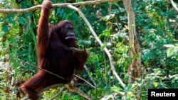 Importir sawit Malaysia akan dapat mengadopsi orangutan (foto: ilustrasi). 