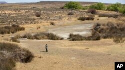 FILE - In this Sept. 24, 2021 file photo, a shepherd stands in the dry riverbed at Colesberg, Northern Cape, South Africa.