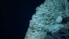 FILE - A huge sponge is pictured at a depth of 7,000 feet in the Papahanaumokuakea Marine National Monument off the shores of the northwestern Hawaiian Islands, Aug. 12, 2015. The monument was expanded the next year, creating the world's largest marine protected area. (NOAA/AP)