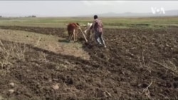 ▶ “ንዘርኢ ድሉዋት ኣሎና፡ መደባርያ ግን እንድዒ”ሓረስቶት ወረዳ ሕንጣሎ