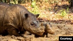 Anak Badak Lahir di Way Kambas (Courtesy: KLH)
