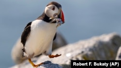 Morski papagaj, fotografisan u Mejnu, 5. avgusta 2023. (Foto: AP/Robert F. Bukaty)